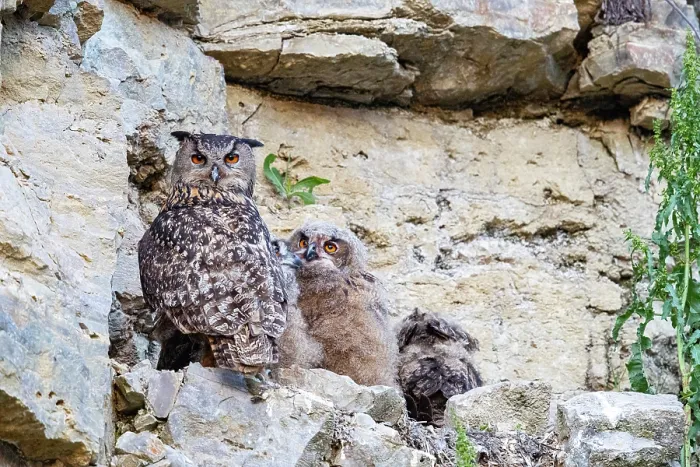 Framed Print : Eagle owl (Bubo bubo) female, perched at nest site with chicks, Germany. May Framed Print : Eagle owl (Bubo bubo) female, perched at nest site with chicks, Germany. May