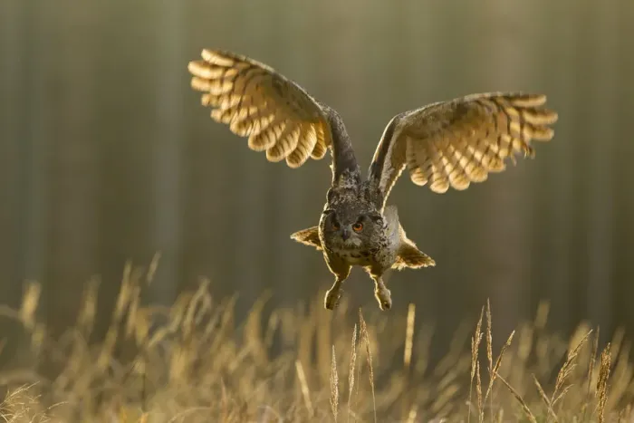 Framed Print : Eagle owl (Bubo bubo) in flight through forest, backlit at dawn, Czech Republic, November Framed Print : Eagle owl (Bubo bubo) in flight through forest, backlit at dawn, Czech Republic, November