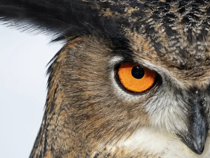 Framed Print : Eagle owl (Bubo bubo) male, head portrait and eye detail, Germany. Captive Framed Print : Eagle owl (Bubo bubo) male, head portrait and eye detail, Germany. Captive