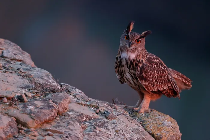 Framed Print : Eagle owl (Bubo bubo) male, perched on a rock at dusk, La Rioja, Spain. December Framed Print : Eagle owl (Bubo bubo) male, perched on a rock at dusk, La Rioja, Spain. December