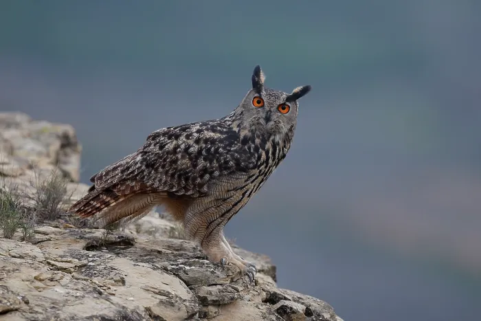 Framed Print : Eagle owl (Bubo bubo) perched on a rock at dusk, La Rioja, Spain. December Framed Print : Eagle owl (Bubo bubo) perched on a rock at dusk, La Rioja, Spain. December