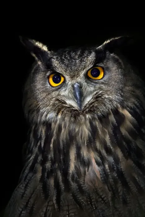 Framed Print : Eagle owl (Bubo bubo) portrait, captive