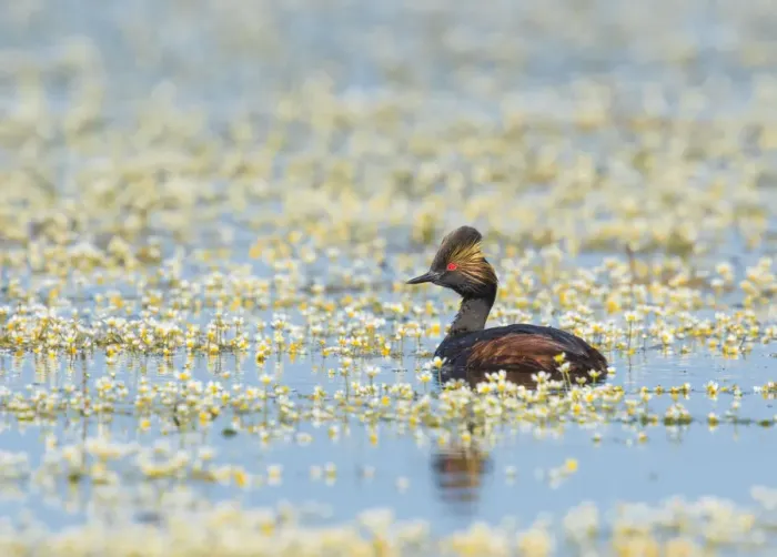Framed Print : Eared grebe (Podiceps nigricollis), adult in breeding plumage, swimming amidst Water Framed Print : Eared grebe (Podiceps nigricollis), adult in breeding plumage, swimming amidst Water