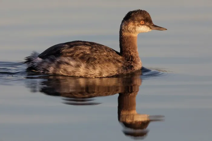 Framed Print : Eared grebe (Podiceps nigricollis) on water, Cienega de Santa Clara, Colorado River, Sonora, Mexico Framed Print : Eared grebe (Podiceps nigricollis) on water, Cienega de Santa Clara, Colorado River, Sonora, Mexico