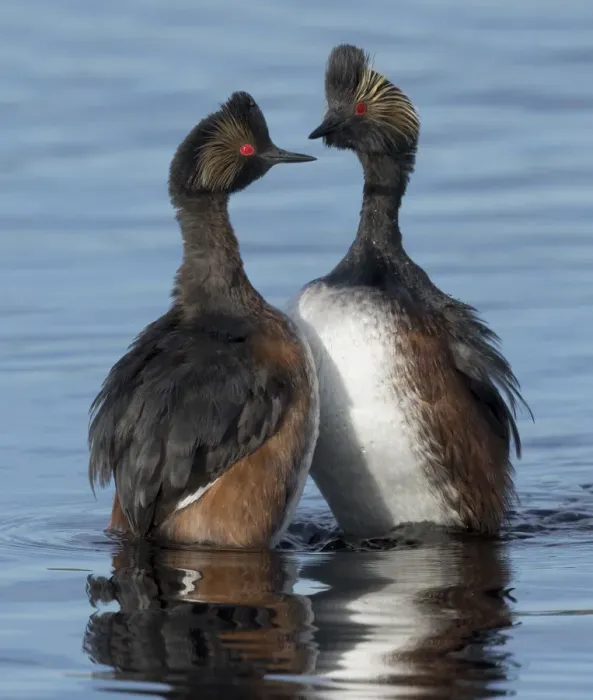 Framed Print : Eared grebes (Podiceps nigricollis) stand erect in water during courtship, North Park Framed Print : Eared grebes (Podiceps nigricollis) stand erect in water during courtship, North Park