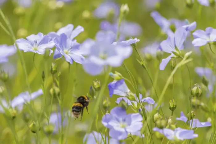 Framed Print : Early bumblebee (Bombus pratorum), visiting flax flowers, (Linum usitatissimum) Framed Print : Early bumblebee (Bombus pratorum), visiting flax flowers, (Linum usitatissimum)