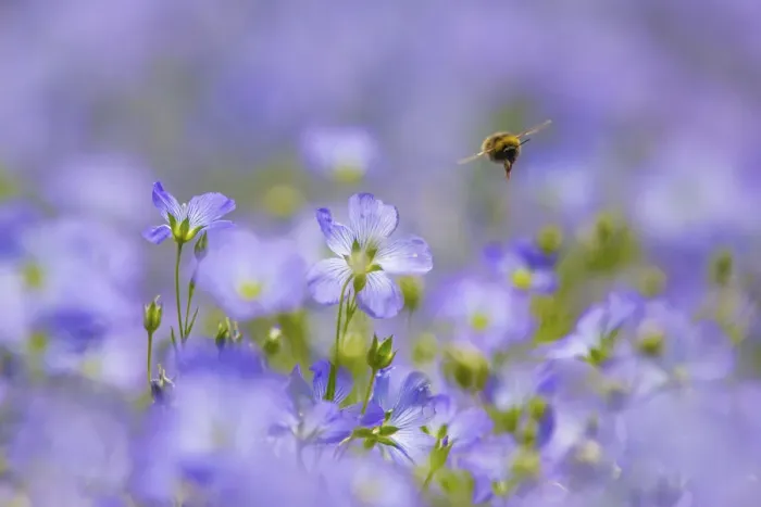 Framed Print : Early bumblebee (Bombus pratorum), visiting flax flowers, (Linum usitatissimum) Framed Print : Early bumblebee (Bombus pratorum), visiting flax flowers, (Linum usitatissimum)