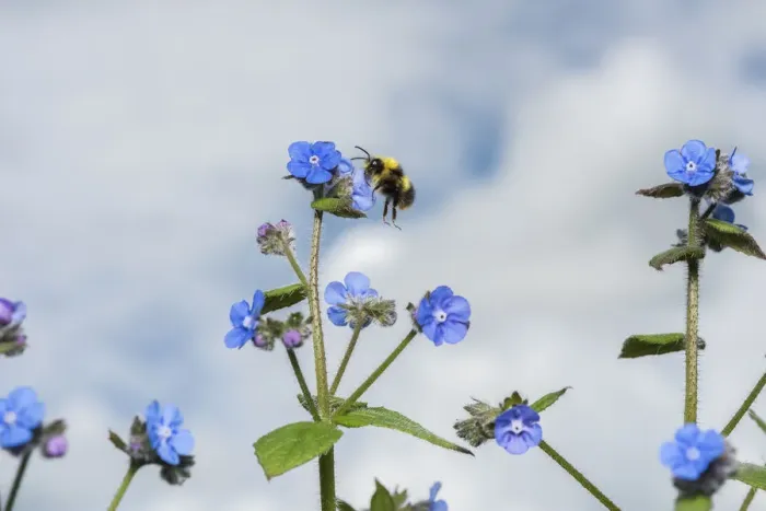 Framed Print : Early bumblebee (Bombus pratorum) feeding on Green alkanet (Pentaglottis sempervirens) Framed Print : Early bumblebee (Bombus pratorum) feeding on Green alkanet (Pentaglottis sempervirens)