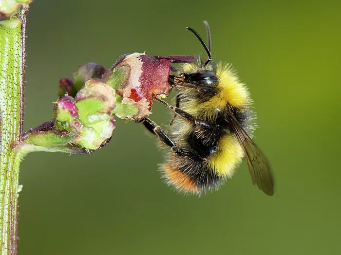 Framed Print : Early bumblebee (Bombus pratorum) feeding on nectar from Water figwort (Scrophularia auriculata) flower, UK Framed Print : Early bumblebee (Bombus pratorum) feeding on nectar from Water figwort (Scrophularia auriculata) flower, UK