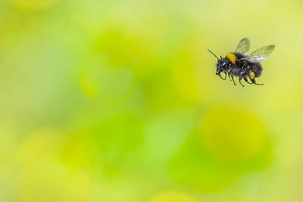 Early bumblebee (Bombus pratorum), in flight, Monmouthshire, Wales, UK. May
