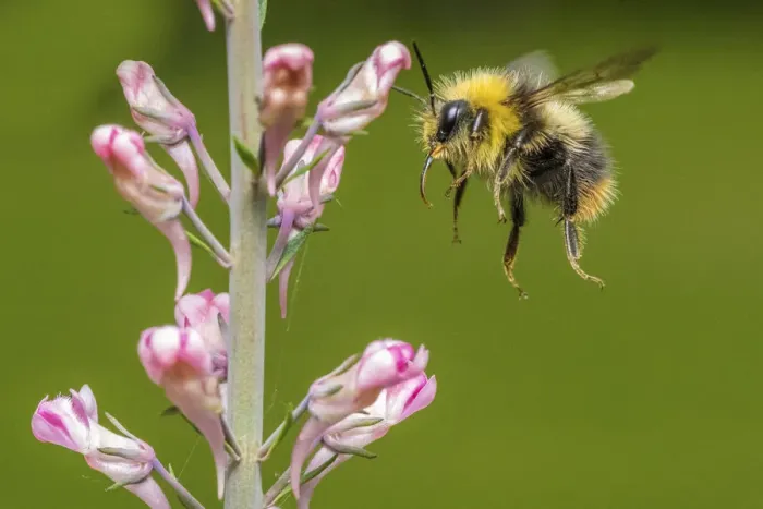 Framed Print : Early bumblebee (Bombus pratorum) flying to feed on Purple toadflax (Linaria purpurea) Framed Print : Early bumblebee (Bombus pratorum) flying to feed on Purple toadflax (Linaria purpurea)