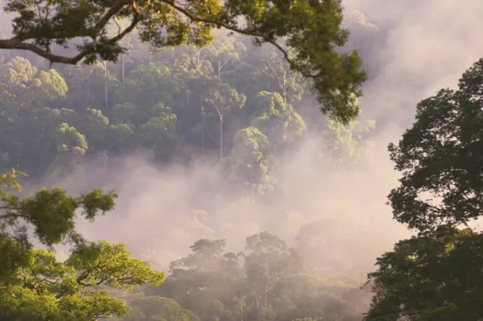 Framed Print : Early morning mist over the canopy, lowland rainforest, Danum Valley, Sabah, Borneo Framed Print : Early morning mist over the canopy, lowland rainforest, Danum Valley, Sabah, Borneo
