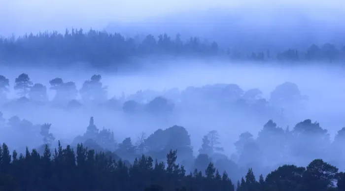 Framed Print : Early morning mist and silhouettes of ancient forest. Cairngorms, Scotland, April 2008 Framed Print : Early morning mist and silhouettes of ancient forest. Cairngorms, Scotland, April 2008