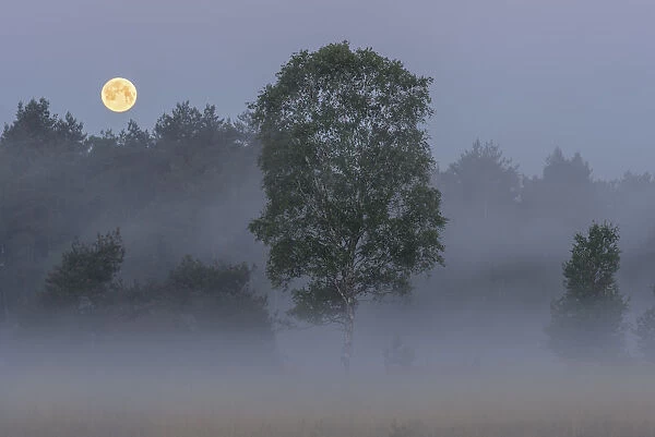 Early morning misty landscape with full moon, Klein Schietveld, Brasschaat, Belgium. May