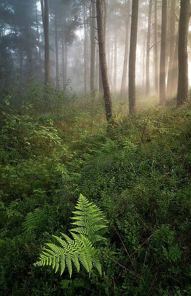Early morning sunlight through trees hits the forest floor during a temperature inversion, Kippen Muir, Stirling, Scotland. August, 2020