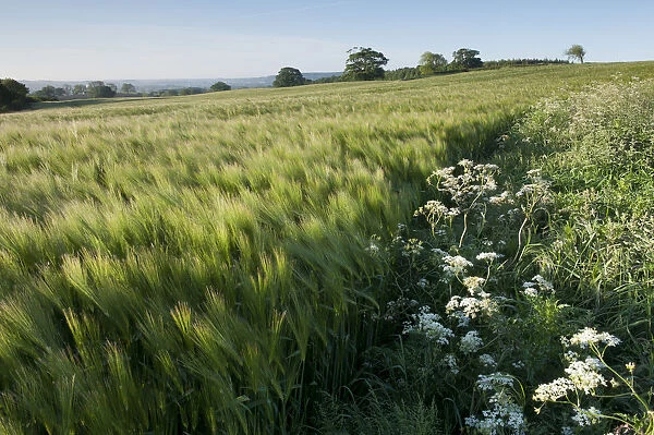 Early Oat (Avena sativa) fields, Haregill Lodge Farm, Ellingstring, North Yorkshire