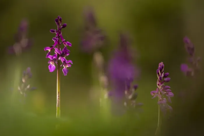 Framed Print : Early-purple orchids (Orchis mascula), Broxwater, Cornwall, UK. April 2017 Framed Print : Early-purple orchids (Orchis mascula), Broxwater, Cornwall, UK. April 2017