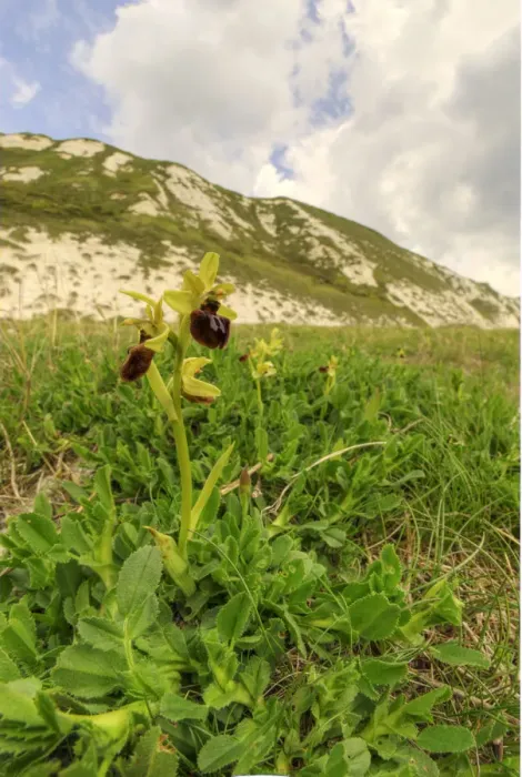 Framed Print : Early spider orchid (Ophrys spegodes) growing on Samphire Hoe near Dover, Kent, England Framed Print : Early spider orchid (Ophrys spegodes) growing on Samphire Hoe near Dover, Kent, England
