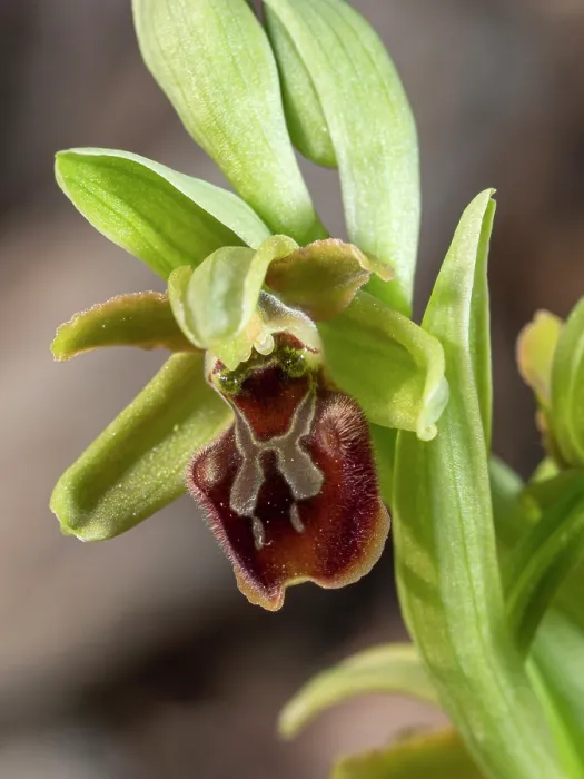 Framed Print : Early spider orchid (Ophrys sphegodes classica) in flower, nr. Piombino, Tuscany, Italy. February Framed Print : Early spider orchid (Ophrys sphegodes classica) in flower, nr. Piombino, Tuscany, Italy. February
