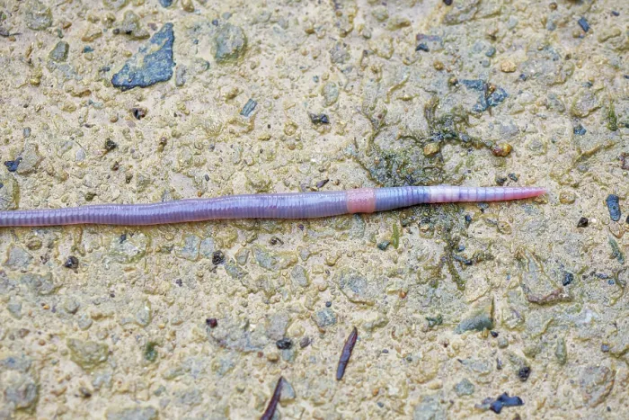 Framed Print : Earthworm (Lumbricus terrestris) crawling over a damp footpath after heavy rain, Somerset, UK. March Framed Print : Earthworm (Lumbricus terrestris) crawling over a damp footpath after heavy rain, Somerset, UK. March