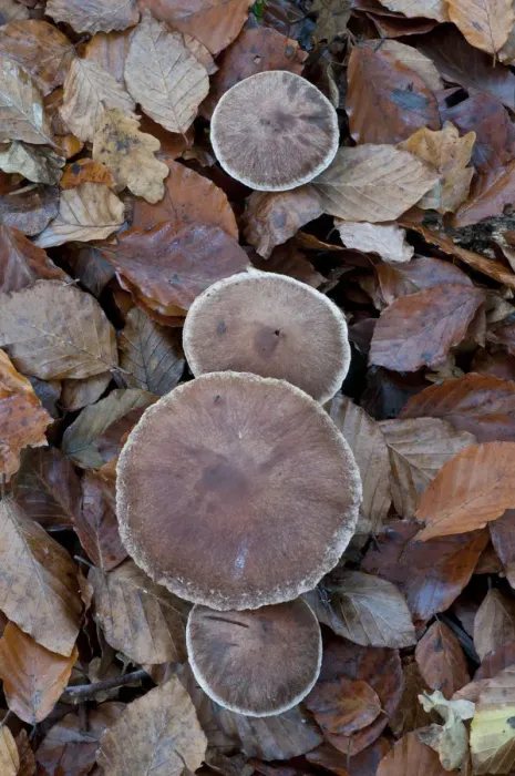 Framed Print : Earthy Webcap (Cortinarius hinnuleus) toadstools growing among leaf litter, Sussex, England Framed Print : Earthy Webcap (Cortinarius hinnuleus) toadstools growing among leaf litter, Sussex, England