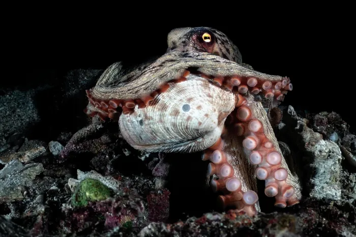 Framed Print : East Asian common octopus (Octopus sinensis) holding a clam in its tentacles, Kagoshima Prefecture, Japan, Pacific Ocean Framed Print : East Asian common octopus (Octopus sinensis) holding a clam in its tentacles, Kagoshima Prefecture, Japan, Pacific Ocean