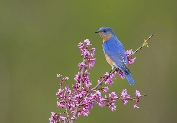 Eastern Bluebird (Sialia sialis) male perched on flowering eastern redbud in spring