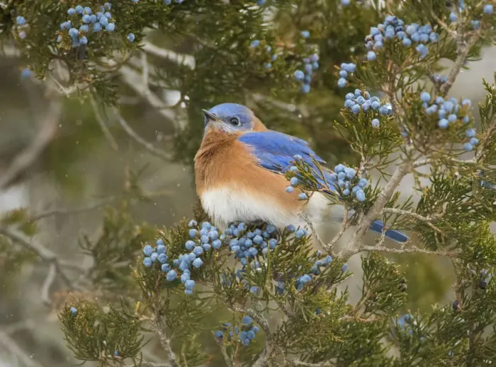 Framed Print : Eastern bluebird (SIalia sialis) male attracted to feed on berries of Eastern red-cedar Framed Print : Eastern bluebird (SIalia sialis) male attracted to feed on berries of Eastern red-cedar