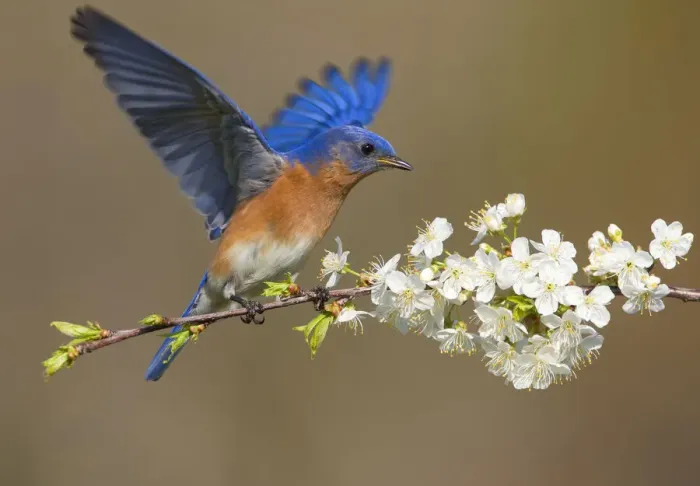 Framed Print : Eastern bluebird (Sialia sialis) male fluttering wings while perched on cherry (Prunus sp Framed Print : Eastern bluebird (Sialia sialis) male fluttering wings while perched on cherry (Prunus sp