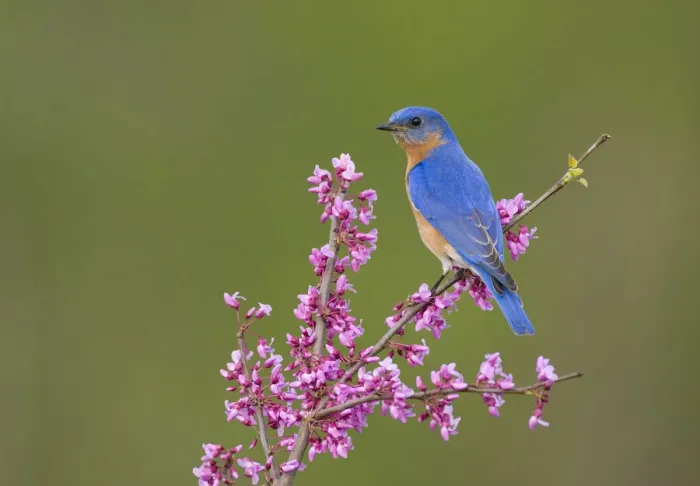 Framed Print : Eastern Bluebird (Sialia sialis) male perched on flowering eastern redbud in spring Framed Print : Eastern Bluebird (Sialia sialis) male perched on flowering eastern redbud in spring