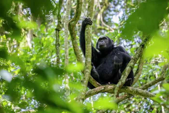 Framed Print : Eastern chimpanzee (Pan troglodytes schweinfurthii) sitting in tree, Kibale National Park, Uganda. Endangered