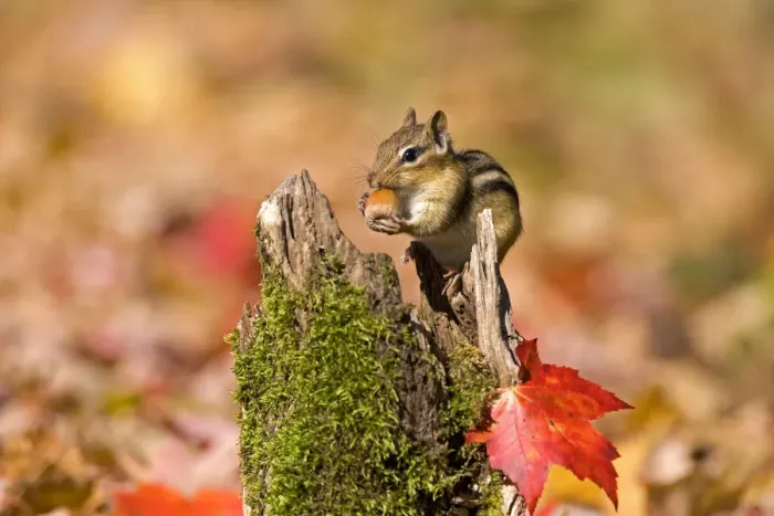 Framed Print : Eastern Chipmunk (Tamias striatus) with an acorn in autumn. New York, USA, October