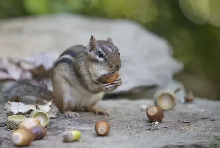 Framed Print : Eastern chipmunk (Tamias striatus) gathering white oak acorns in cheek pouch, Chestnut Hill Framed Print : Eastern chipmunk (Tamias striatus) gathering white oak acorns in cheek pouch, Chestnut Hill