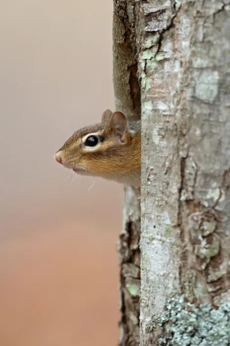 Framed Print : Eastern chipmunk (Tamias striatus) peering out from tree hole, Acadia National Park, Maine, USA. November Framed Print : Eastern chipmunk (Tamias striatus) peering out from tree hole, Acadia National Park, Maine, USA. November