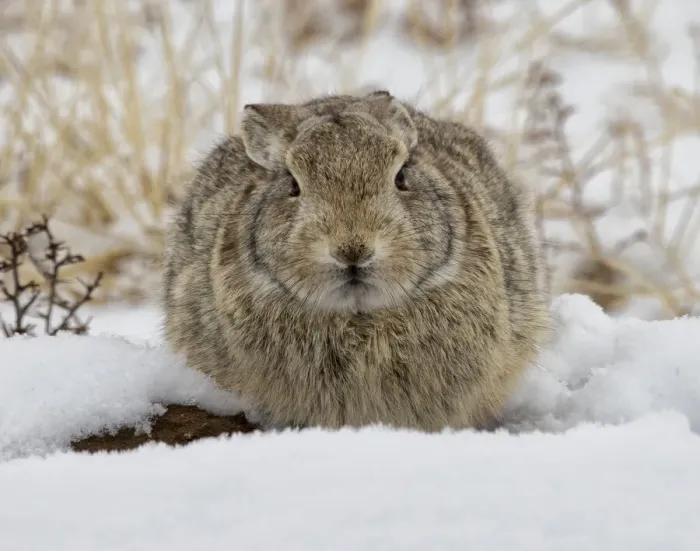 Framed Print : Eastern cottontail rabbit (Sylvilagus floridanus) huddled for warmth in the snow Framed Print : Eastern cottontail rabbit (Sylvilagus floridanus) huddled for warmth in the snow