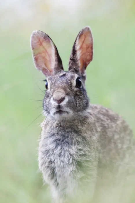 Framed Print : Eastern cottontail (Sylvilagus floridanus) Laredo Borderlands, Texas, USA. April Framed Print : Eastern cottontail (Sylvilagus floridanus) Laredo Borderlands, Texas, USA. April