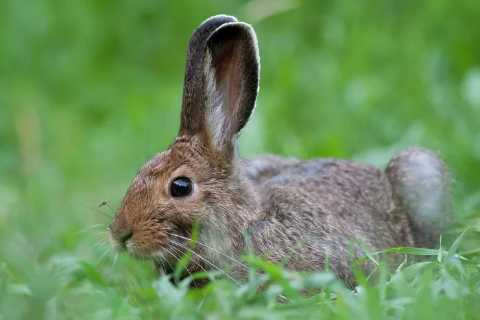 Framed Print : Eastern cottontail (Sylvilagus floridanus) resting in grass, Montana, USA. July Framed Print : Eastern cottontail (Sylvilagus floridanus) resting in grass, Montana, USA. July