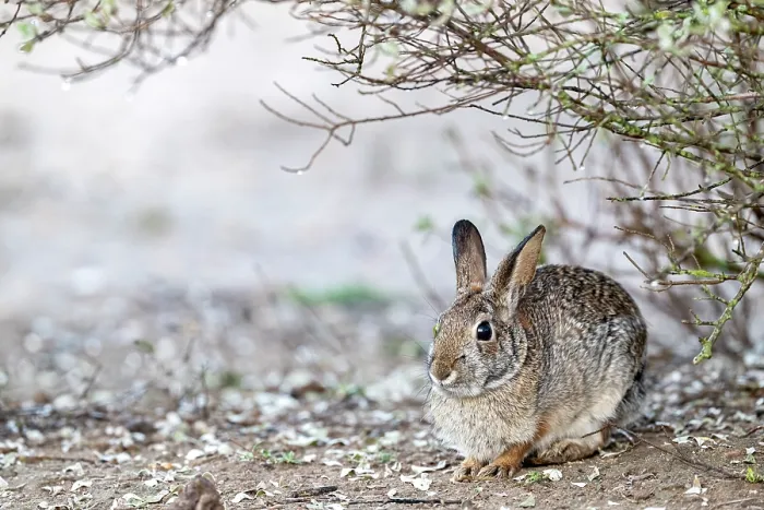 Framed Print : Eastern cottontail (Sylvilagus floridanus) sitting under bush, near Uvalde, Texas, USA. January Framed Print : Eastern cottontail (Sylvilagus floridanus) sitting under bush, near Uvalde, Texas, USA. January