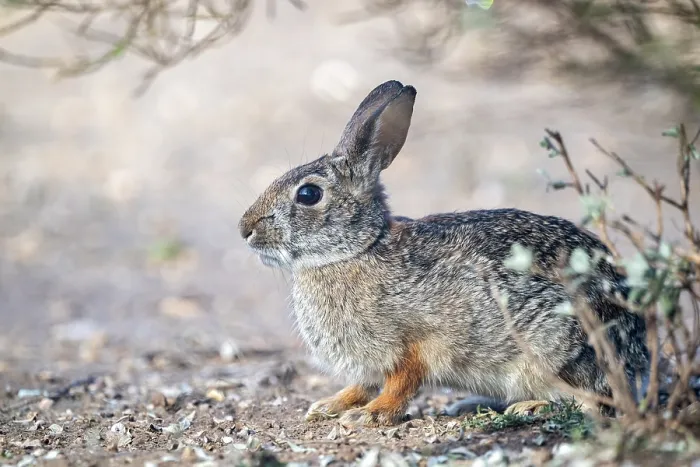 Framed Print : Eastern cottontail (Sylvilagus floridanus) sitting under bush, near Uvalde, Texas, USA. January Framed Print : Eastern cottontail (Sylvilagus floridanus) sitting under bush, near Uvalde, Texas, USA. January