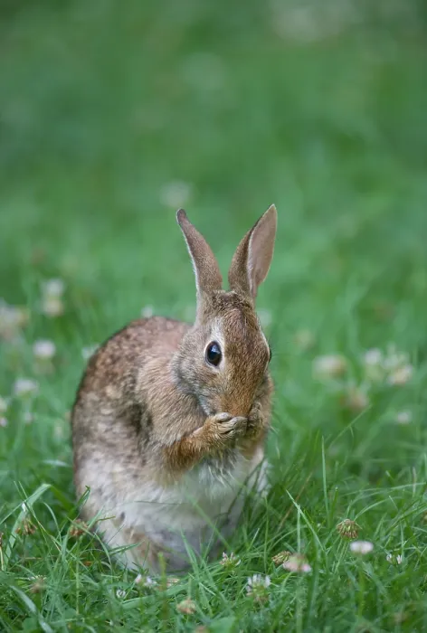 Framed Print : Eastern cottontail (Sylvilagus floridanus) sitting in grass grooming its face, Philadelphia, Pennsylvania, USA. July Framed Print : Eastern cottontail (Sylvilagus floridanus) sitting in grass grooming its face, Philadelphia, Pennsylvania, USA. July