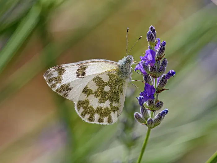 Framed Print : Eastern dappled white butterfly (Euchloe ausonia) resting on Lavender (Lavandula sp.), Podere Montecucco, Orvieto, Umbria, Italy. May Framed Print : Eastern dappled white butterfly (Euchloe ausonia) resting on Lavender (Lavandula sp.), Podere Montecucco, Orvieto, Umbria, Italy. May