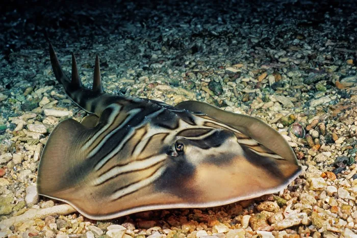 Framed Print : Eastern fiddler ray (Trygonorrhina fasciata) resting on seabed, New South Wales, Australia, Pacific Ocean Framed Print : Eastern fiddler ray (Trygonorrhina fasciata) resting on seabed, New South Wales, Australia, Pacific Ocean