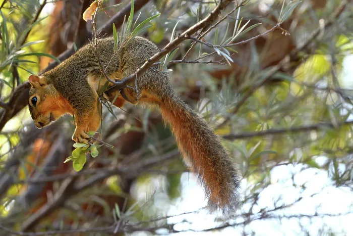 Framed Print : Eastern fox squirrel (Sciurus niger) sitting on branch feeding, San Diego, California, USA. June Framed Print : Eastern fox squirrel (Sciurus niger) sitting on branch feeding, San Diego, California, USA. June