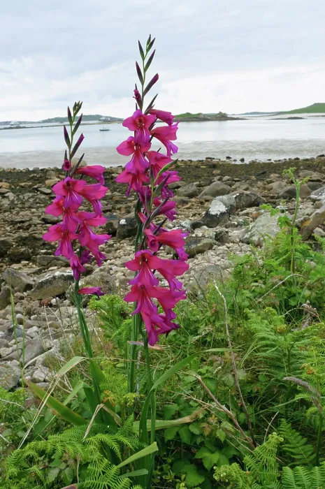 Framed Print : Eastern gladiolus (Gladiolus communisbyzantinus) in flower, naturalised, Bryher, Isles of Scilly, UK. May