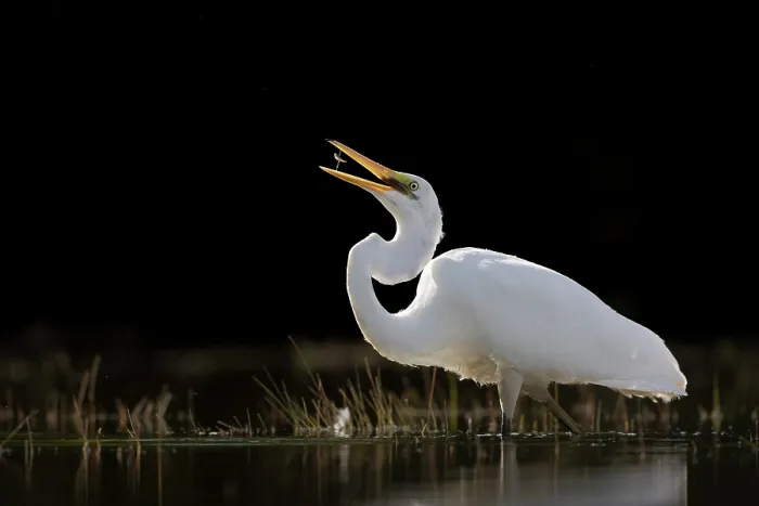 Framed Print : Eastern great egret (Ardea alba modesta) standing in shallow water with fish prey in beak, Lake McGregor, Canterbury, South Island, New Zealand Framed Print : Eastern great egret (Ardea alba modesta) standing in shallow water with fish prey in beak, Lake McGregor, Canterbury, South Island, New Zealand