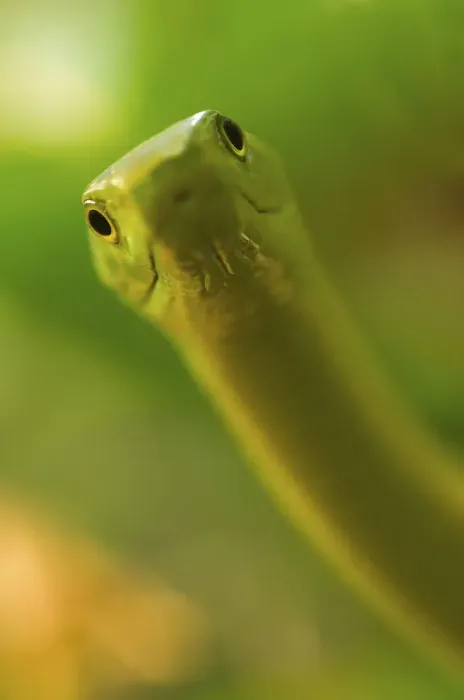 Framed Print : Eastern green mamba {Dendroaspis angusticeps} strike pose, captive, from East Africa Framed Print : Eastern green mamba {Dendroaspis angusticeps} strike pose, captive, from East Africa