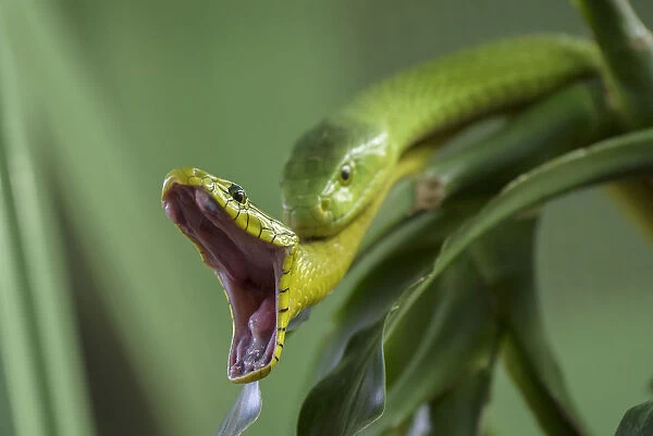 Eastern green mambas (Dendroaspis angusticeps) one with mouth wide open, captive, from East Africa