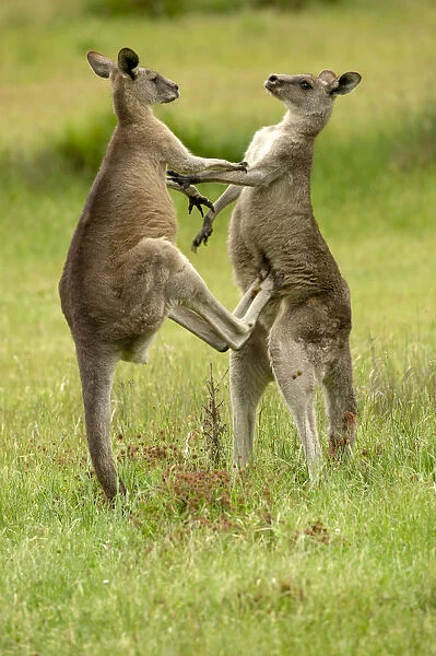 Eastern grey kangaroo (Macropus giganteus), two males fighting. Grampians National Park