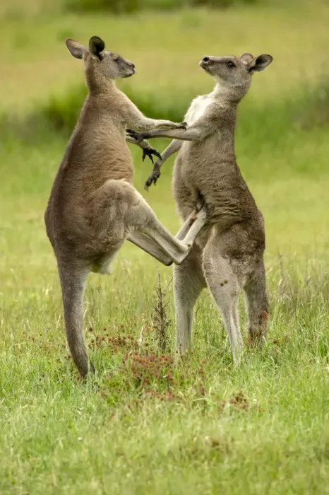 Framed Print : Eastern grey kangaroo (Macropus giganteus), two males fighting. Grampians National Park Framed Print : Eastern grey kangaroo (Macropus giganteus), two males fighting. Grampians National Park