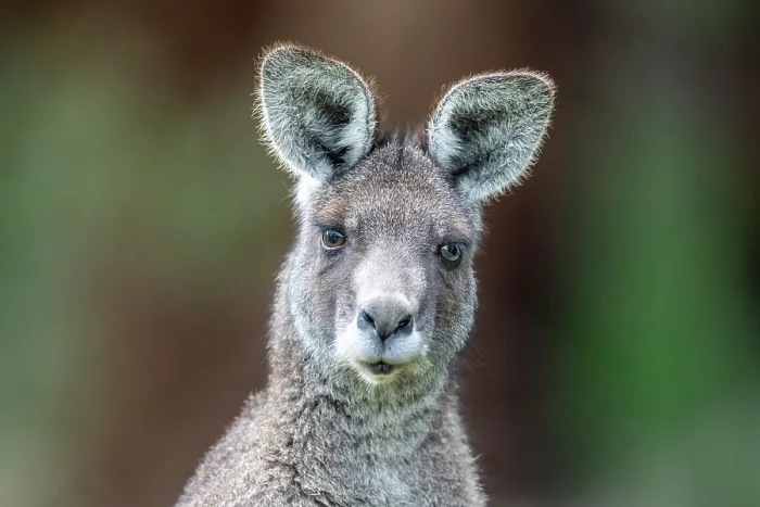 Framed Print : Eastern grey kangaroo (Macropus giganteus) head portrait, Wildlife Wonders, Apollo Bay, Victoria, Australia. Captive Framed Print : Eastern grey kangaroo (Macropus giganteus) head portrait, Wildlife Wonders, Apollo Bay, Victoria, Australia. Captive